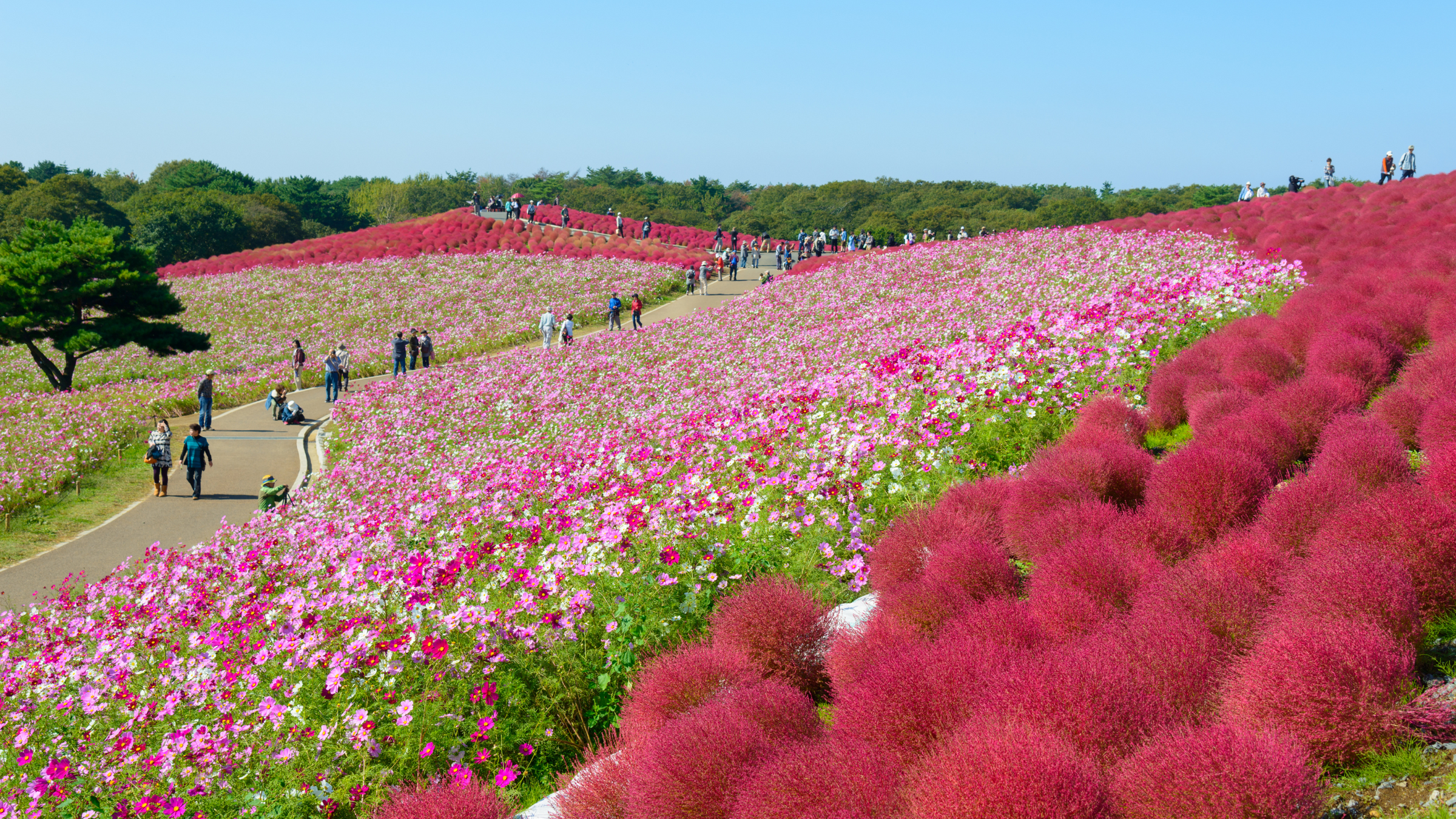 Ibaraki Prefecture 茨城県